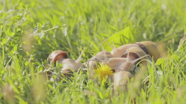 Ślimaki w trawie. Rosnące ślimaki. Ślimak w ogrodzie. Ślimak w naturalnym środowisku. Farma ślimaków. — Wideo stockowe