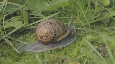 Helix Aspersa salyangozu çimlerin üzerinde. Çimenlerde çok güzel bir salyangoz var. Çimlerde salyangoz.