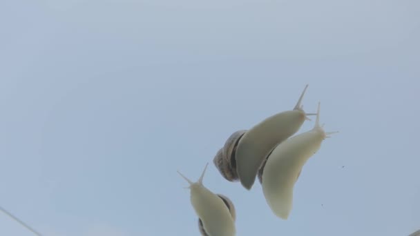 Caracóis rastejando em vidro contra um céu azul. Caracóis em vidro close-up. Caracóis em vidro transparente. — Vídeo de Stock