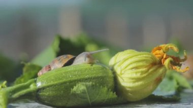 Bahçedeki salyangoz. Salyangoz çiftliği. Sebze iliğine yakın plan salyangoz. Doğal ortamında salyangoz.