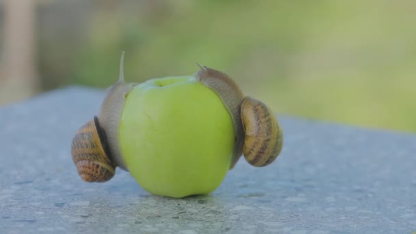 En snigel kryper över ett äpple. Snigel på ett grönt äpple. Snigel på ett äpple närbild. — Stockvideo