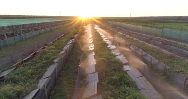 Άρδευση σαλιγκαριών με νερό στο αγρόκτημα από αέρος. Διαδικασία ποτίσματος σε φάρμα σαλιγκαριών από ψηλά. Δημιουργία μικροκλίματος για τα σαλιγκάρια — Αρχείο Βίντεο