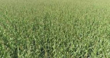 Mısır tarlası üzerinde uçmak, mısır tarlası manzarası, mısır yetiştirmek, tarım işi.