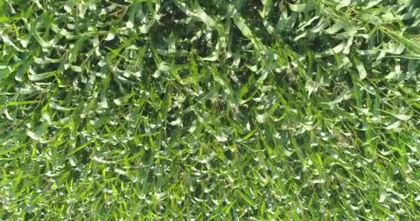 Corn growing, farming business. Flying over corn field. Corn field top view, — Stock Video