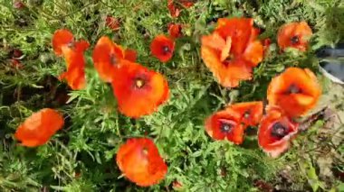 Kırmızı gelincikler yakın plan. Kırmızı haşhaş tarlası. Vahşi doğada gelincikler