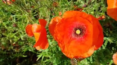 Bir sürü kırmızı haşhaş. Kırmızı gelincikler yakın plan. Vahşi doğada gelincikler