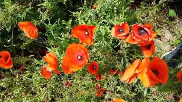 Muchas amapolas rojas de cerca. Primer plano de las amapolas rojas. Amapolas en la naturaleza — Vídeo de stock