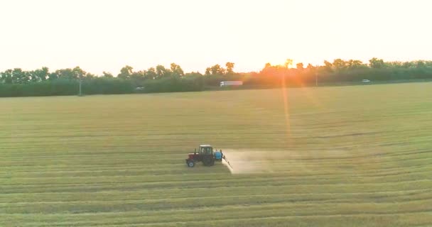 A traktor búzát permetez drónra. Búzamezőket permetezni rovarirtókkal. A szántóföldi kártevők elleni védelem búzával. — Stock videók