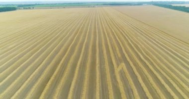 Büyük bir buğday tarlasının üzerinden uçmak. Olgun buğday üst görünümü. Hasat zamanı