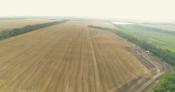 Het oogsten van tarweveld uitzicht. De oogstmachine oogst tarwe. Moderne oogstmachine oogst tarwe van het veld drone view — Stockvideo