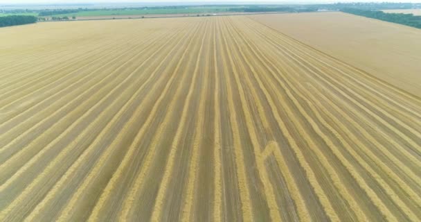 Survol d'un grand champ de blé. Blé mûr vue du dessus. Temps de récolte — Video