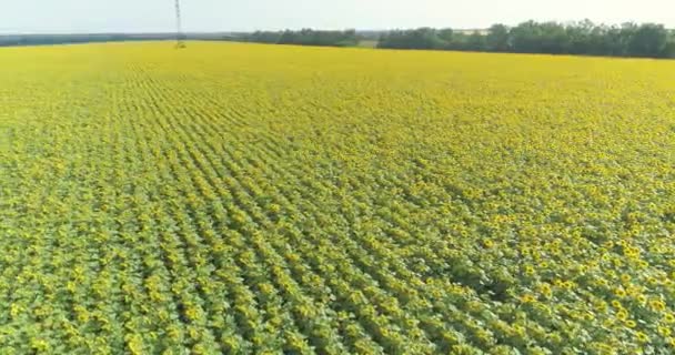 Flyger över ett fält av solrosor. Odlar solrosor. Jordbruk. Solrosfält vy från drönare. — Stockvideo