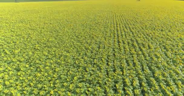 Flyger över ett stort fält med blommande solrosor. Industriodling av solrosor. Blommande solrosor fält — Stockvideo