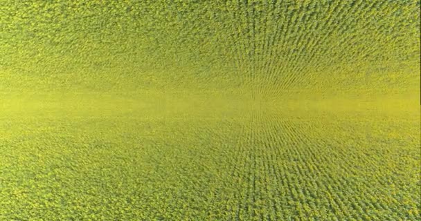 Fantástico marco de un campo con girasoles. Marco abstracto de un campo de girasoles. Volando sobre un campo con girasoles — Vídeos de Stock