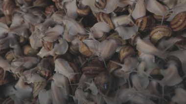 Endüstriyel salyangoz yetiştirme. Salyangoz yetiştiriyorum. Çiftlikte bir sürü salyangoz var.