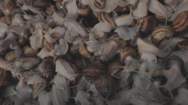 Salyangoz yetiştirme süreci. Çiftlikte bir sürü salyangoz var. Çiftlikteki salyangozlar. Salyangoz çiftliği.