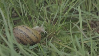 Helix Aspersa salyangozu çimlerin üzerinde. Çimenlerde çok güzel bir salyangoz var. Çimlerde salyangoz.