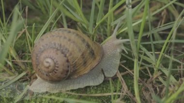 Çimlerde salyangoz. Helix Aspersa salyangozu çimlerin üzerinde. Çimenlerde güzel bir salyangoz