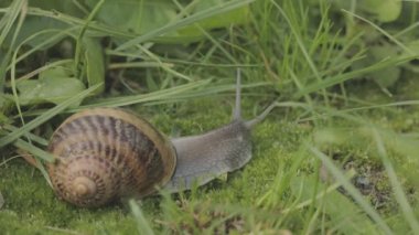 Helix Aspersa salyangozu çimlerin üzerinde. Çimenlerde çok güzel bir salyangoz var. Çimlerde salyangoz.