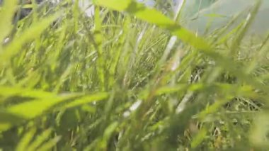 Kamera çimlerin arasında hareket ediyor, yeşil çimenler yakın plan. Çimenlerde hareket var. Yakın plan.