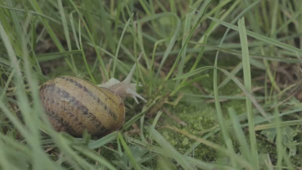 Ślimak Helix Aspersa w pobliżu trawy. Piękny ślimak w trawie z bliska. Ślimak w trawie. — Wideo stockowe