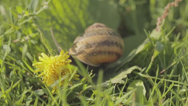 Caracóis na relva. Caracol no jardim. Caracol em habitat natural. Fazenda de caracol. — Vídeo de Stock