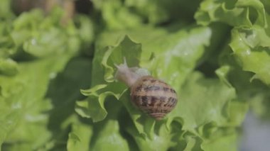 Helix Aspersa Maxima çimlere yaklaş. Helix Aspersa Muller çimenlerdeki yeşil arka planda. Salyangoz yetiştiriyorum. Salyangoz çiftliği