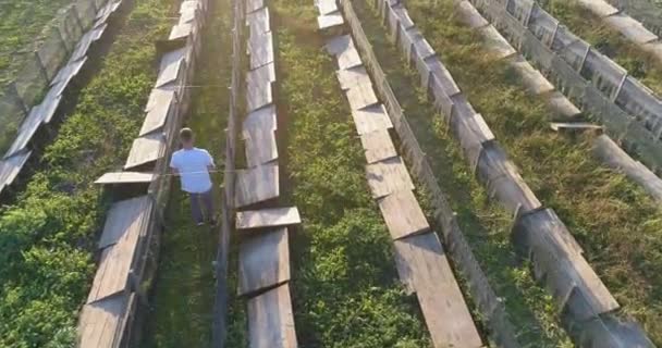 Οι άνθρωποι δουλεύουν σε μια φάρμα σαλιγκαριών. ροή γεωργικής εργασίας. Καλλιεργούν σαλιγκάρια. ροή εργασιών σε ιχθυοτροφείο σαλιγκαριών — Αρχείο Βίντεο