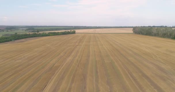 Survolez le champ de blé. Vue de dessus du blé en croissance. Polse avec blé prêt à la récolte — Video