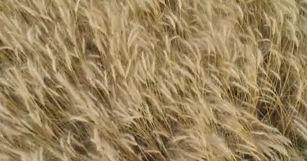 Летят над спелыми колосьями пшеницы. Пшеничное поле. Пшеничные шипы закрываются.. — стоковое видео