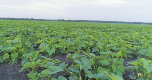 Campo de abobrinha do ar. Campo de squash. A cultivar abobrinha no campo. Voando sobre o campo de abobrinha — Vídeo de Stock