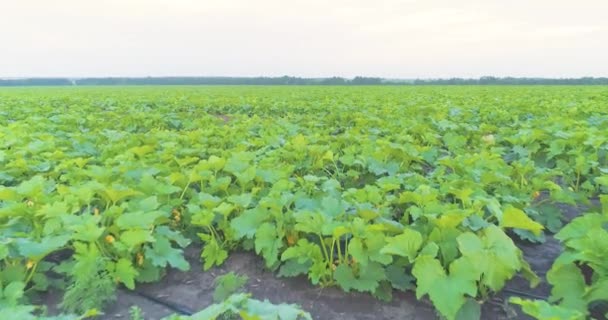 Squashfält. Växer zucchini på fältet. Zucchinifältet från luften. Flyger över zucchinifältet — Stockvideo