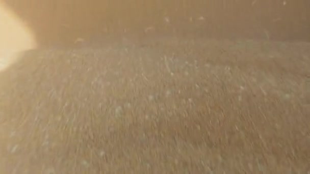 Il grano viene scaricato dal camion per il deposito in ascensore — Video Stock