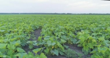 Damlatma sulama. Modern tarım alanlarının sulanması. Sahada otomatik damlatma sulama sistemi.