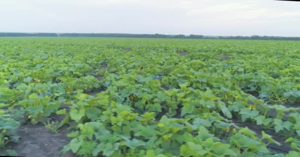 Automatisch druppelirrigatiesysteem op het veld. Druppelirrigatie. Moderne irrigatie van landbouwgronden — Stockvideo