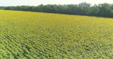 İnsansız hava aracından ayçiçeği tarlası görüntüsü. Ayçiçeği tarlasının üzerinde uçuyor. Büyüyen ayçiçekleri. Tarım