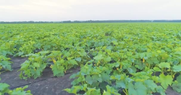 Campo de abobrinha do ar. Campo de squash. A cultivar abobrinha no campo. Voando sobre o campo de abobrinha — Vídeo de Stock