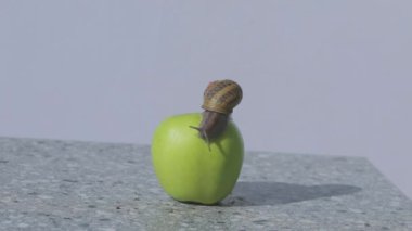 Elmalı sümüklü böcek. Bir salyangoz elmanın üzerinde sürünüyor. Yeşil elma üzerinde salyangoz