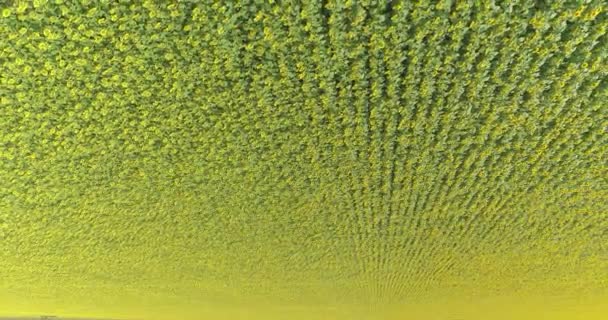 Volare su un campo con girasoli. Struttura astratta di un campo di girasoli. Cornice fantastica di un campo con girasoli. — Video Stock