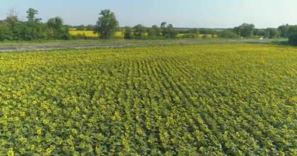 Champ de tournesol vue depuis drone. Survoler un champ de tournesols. Tournesols en croissance. Agriculture — Video