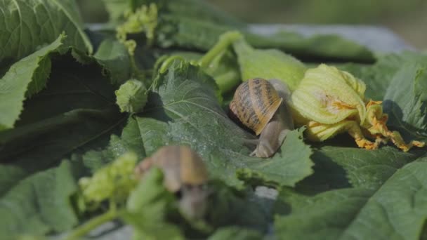 Caracol em um tutano vegetal close-up. Caracol no jardim. Caracol em habitat natural. Fazenda de caracol. — Vídeo de Stock