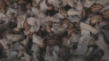 Endüstriyel salyangoz yetiştirme. Salyangoz yetiştiriyorum. Çiftlikte bir sürü salyangoz var.