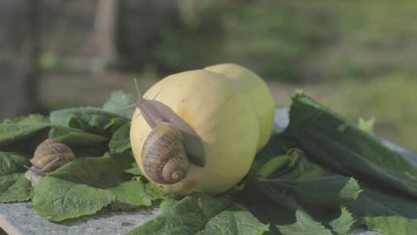 정원에 못 이 있어. 자연 서식지의 달팽이입니다. 달팽이 농장. 식물성 골수의 손톱을 클로즈업 한 모습. — 비디오
