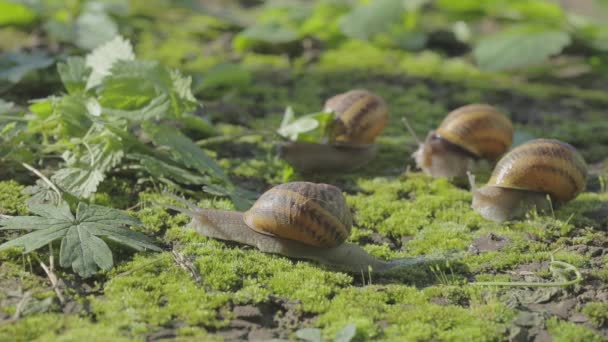 정원에 못 이 있어. 자연 서식지의 달팽이입니다. 달팽이 농장. 수풀에 달팽이가 있습니다. 달팽이의 성장 — 비디오