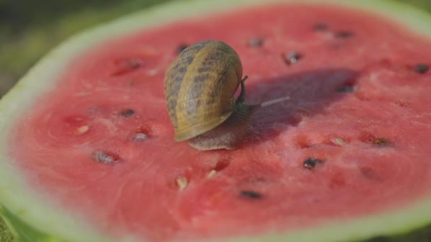Ślimaki jedzą arbuza. Ślimaki pełzają po arbuzie. Ślimak na arbuzie z bliska Ślimak na arbuzie. — Wideo stockowe