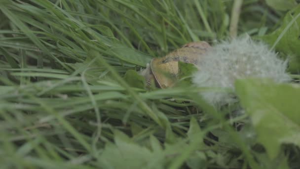 Ślimak w trawie na dmuchawcu. Ślimak Helix Aspersa w pobliżu trawy. Piękny ślimak w trawie zbliżenie — Wideo stockowe