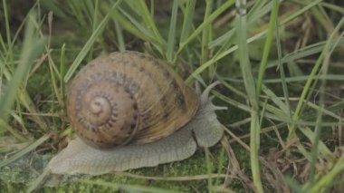 Çimlerde salyangoz. Helix Aspersa salyangozu çimlerin üzerinde. Çimenlerde güzel bir salyangoz