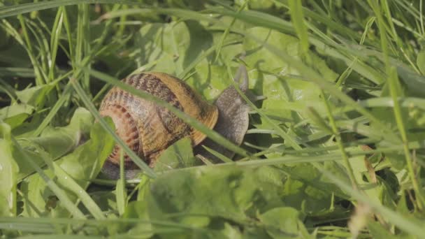 Slak in het gras. Een slak kruipt in het gras van dichtbij. Helix Aspersa slak in het gras close-up. Mooie slak in het gras close-up — Stockvideo