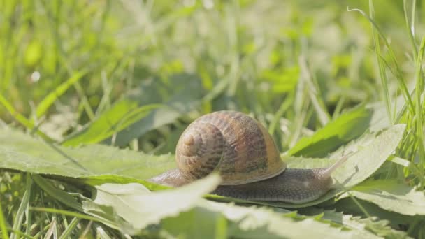 Vacker snigel i gräset närbild. En snigel kryper i gräset närbild. Snigel i gräset. Helix Aspersa snigel i gräset närbild. — Stockvideo