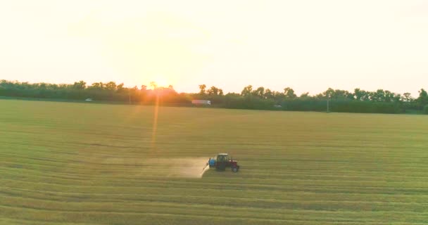 A traktor búzát permetez drónra. Búzamezőket permetezni rovarirtókkal. A szántóföldi kártevők elleni védelem búzával. — Stock videók